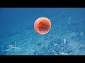 ROV Hercules Climbs Up the Wall of Tutuila Island | Nautilus Live