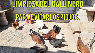 Como Limpiar mi gallinero para evitar el piojill0s ❌🐓👌