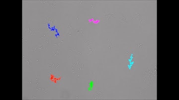 Computer simulation study of early bacterial biofilm development