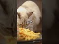 Anjing &amp; Kucing: Snack Pesawat ANEH LEVEL AKHIR