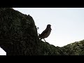 Northern mockingbird (Mimus polyglottos) singing on a windy day