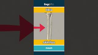 🇬🇧🇫🇮 tibia - sääriluu : learn English : opetellaan englantia : vocabulary builder