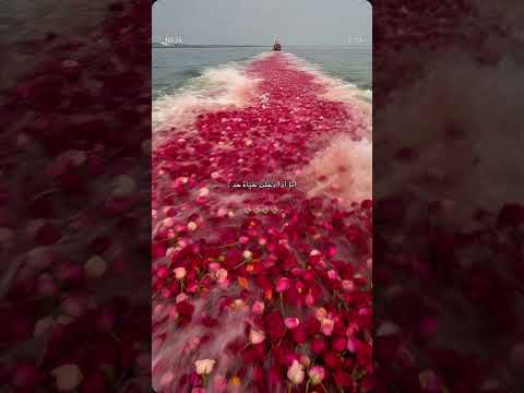 انا اذا دخلت حياة حد اكسبلور قسمة ونصيب حب قيمة قسمةونصيب ترند ترندات انا اذا دخلت حياة حد اكسبلور قسمة ونصيب حب قيمة قسمةونصيب ترند ترندات