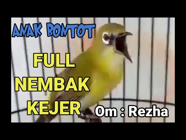 ANAK BONTOT‼️ PLECI JUARA full nembak panjang kejer - kejer | masteran pleci juara NASIONAL class=