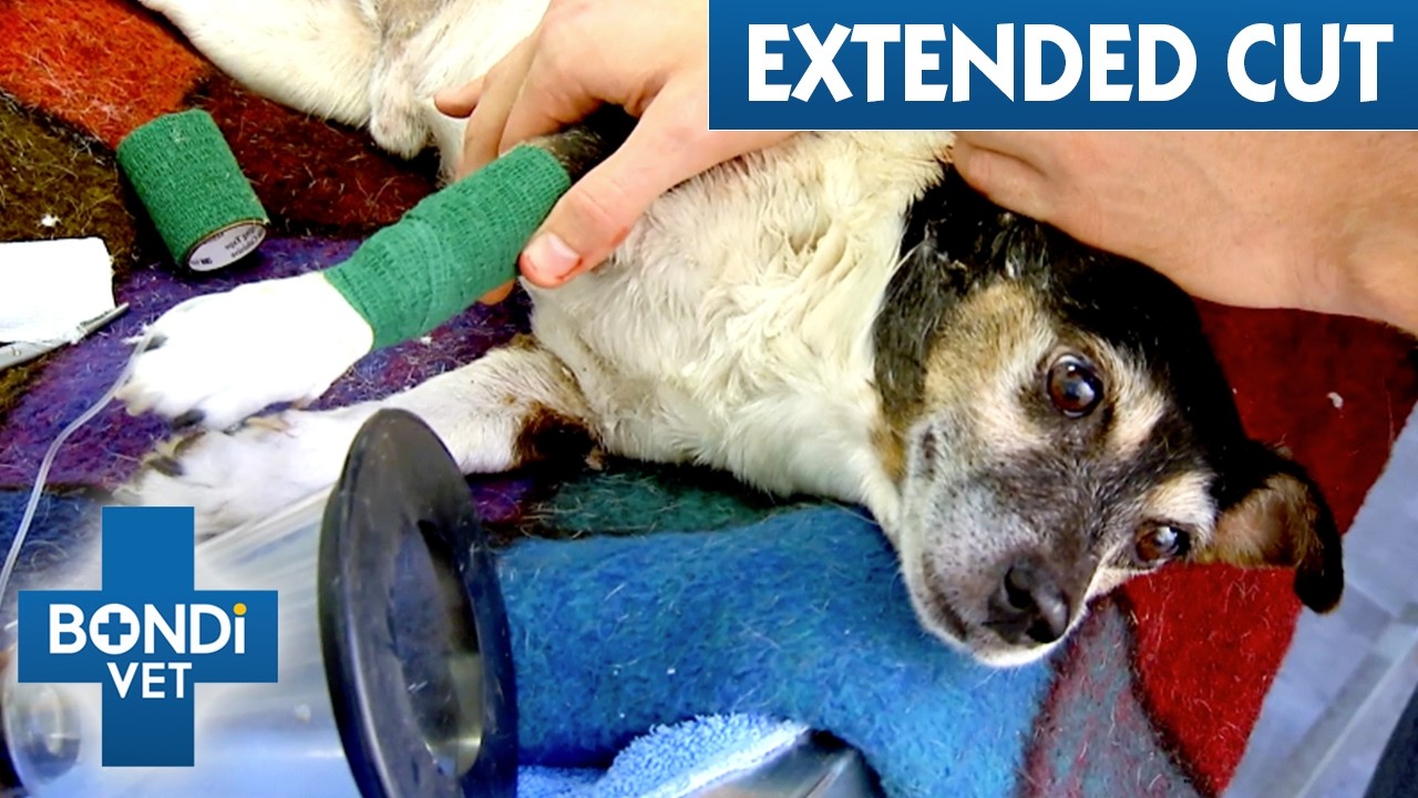 Elderly Terrier Has Been Attacked By Another Dog! 😭 | Bondi Vet Extended Cuts