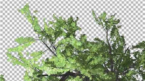 Top of Plitvice Maple Tree Cut of Chroma Key Tree | Motion Graphics - Envato elements