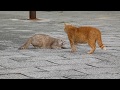 Cat fight　（#Cats, )