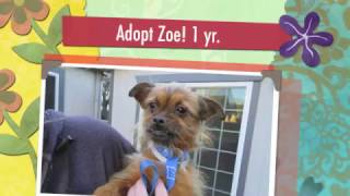 Adopt Cute Little Zoe 1 Year Terrier Mix