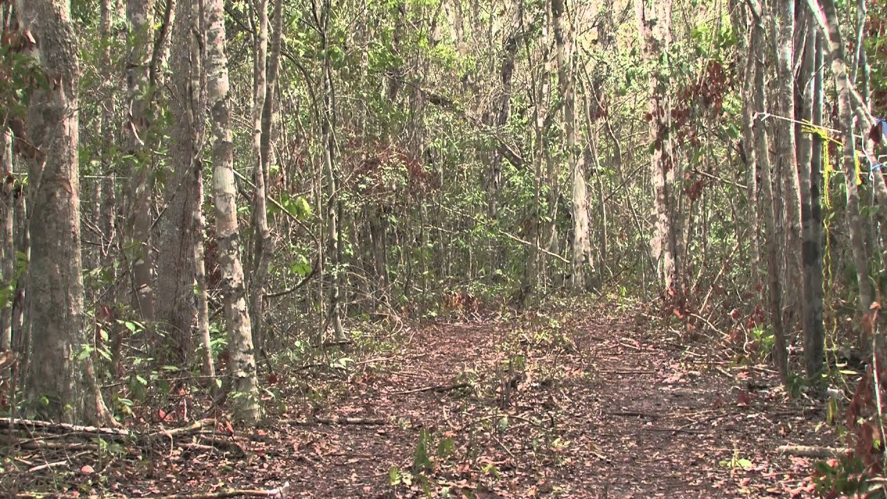 zonasinhunter DESCUBREN EXTENSO SITIO MAYA AL SURESTE DE CAMPECHE