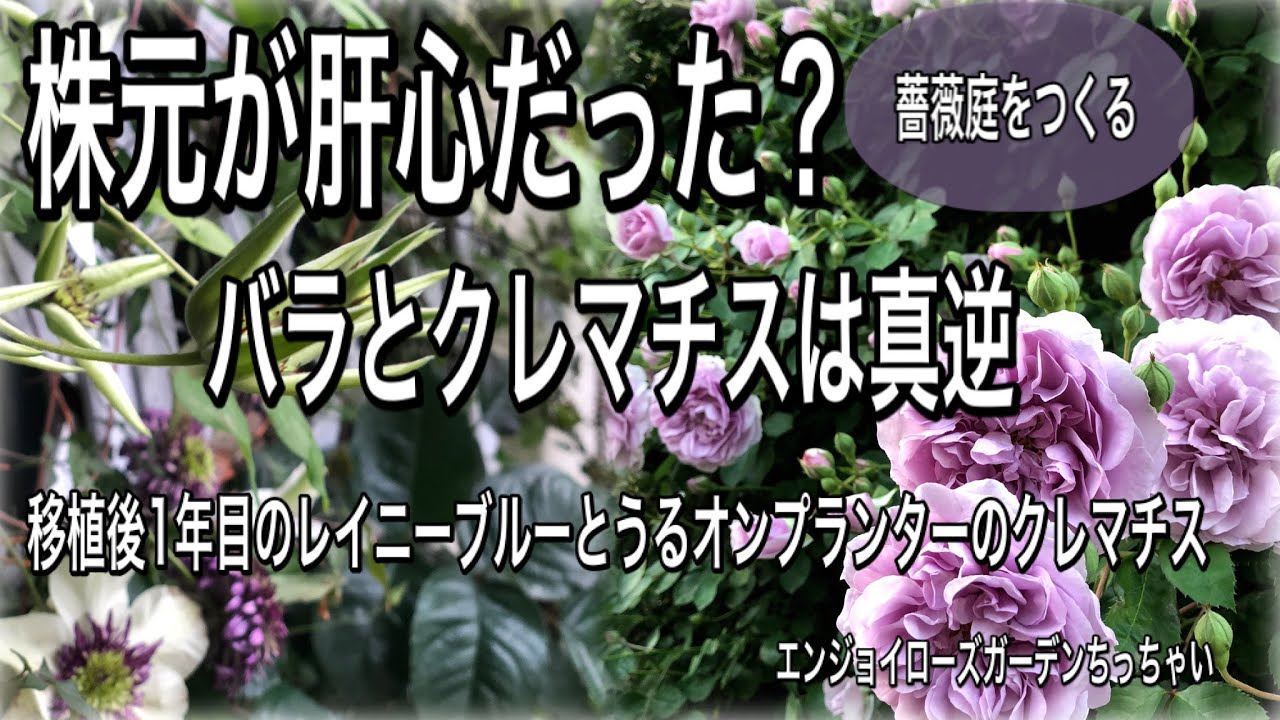 薔薇とクレマチステッセンのコラボを目指してうるオンプランターから地植えしました 昨年移植した巨大なレイニーブルーは育ちが悪く何故か検証 原因は株元かも Youtube 薔薇とクレマチステッセンのコラボを目指してうるオンプランターから地植えしました 昨年移植した巨大なレイニーブルーは育ちが悪く何故か検証 原因は株元かも Youtube