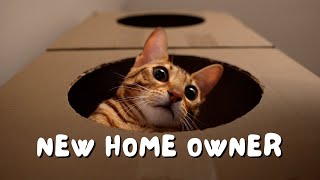 Our Bengal cat becomes a homeowner before us (Cardboard cat house tower playground) | Ep 14 by Ezra, Nova, and Conan 29,805 views 3 months ago 8 minutes, 28 seconds