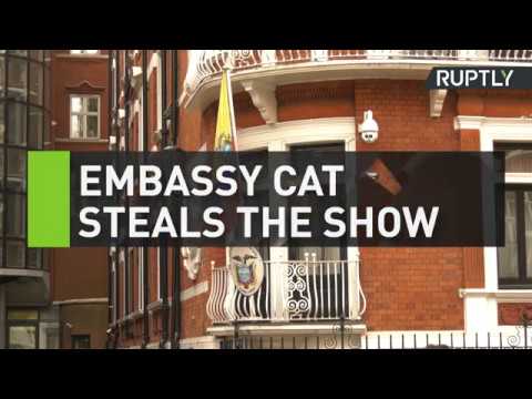 Embassy cat steals the show in fetching tie - YouTube