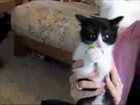 Broccoli Kitten LOVES Broccoli!