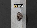 tortoise 🐢❎ stone🪨✅ | cute tortoise looks like a stone 😱.#tortoise #animal #pets #trending #viral
