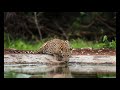 Jhalana Leopard Safari , Contact :- +91 9929400009