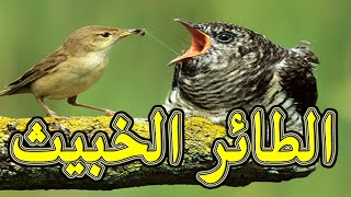 الحلقة 5 || طائر الوقواق Cuculidae خبيث ولئيم وأناني شاهد ماذا يفعل !!!