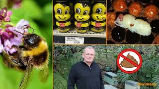 Bee Breeding Season Starts in NZed- KM112