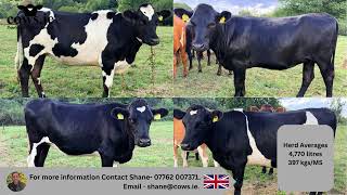 🐄 Quality Spring-Calving Heifers Available in the UK #DairyHeifers #SpringCalving #HeifersForSale