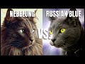 Nebelung Cat VS. Russian Blue Cat の動画、YouTube動画。