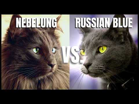 Wideo: Russian Blue / Nebelung