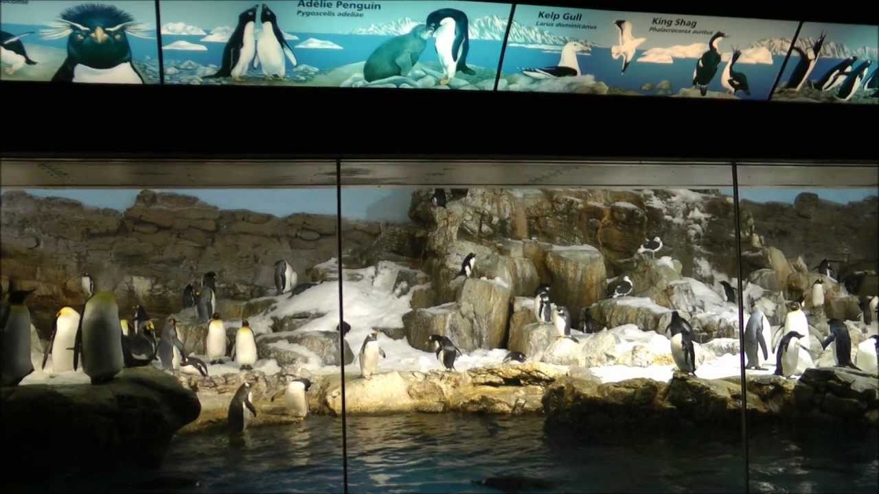 Penguin Encounters