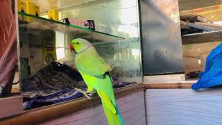 Epic Parrot vs Smac Dance Off | Must Watch#cuteparrot 