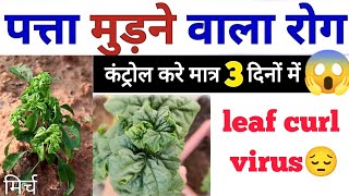 मिर्च मे पत्ता मरोड़ रोग 1 बार में जड़ से खत्म | leaf curl disease of chilli treatment | Leaf Curl ?