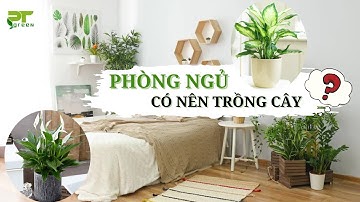 Trồng Cây Trong Phòng Ngủ Có Tốt Không? | Bật Mí 5 Loại Cây Cảnh Giúp Ngủ Ngon Giấc