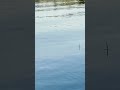 мелкий окунь #поплавок #окунь #клев #рыбалка #asmr #fishingasmr #fishing