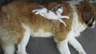 Приколы_с_животными_Кошки_Лошади_Собаки_Баран Fun_with Приколы_с_животными_Кошки_Лошади_Собаки_Баран Fun_with