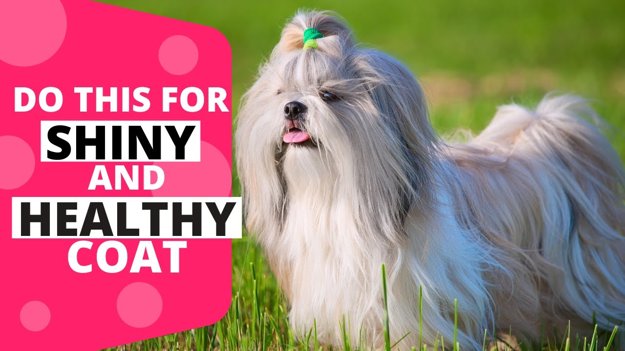 Shih Tzu Coat Care: How To Keep Their Coat Shiny And Healthy