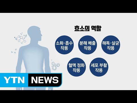 &rsquo;생명의 불꽃&rsquo; 효소 부족하면 소화와 대사작용에 적신호 / YTN