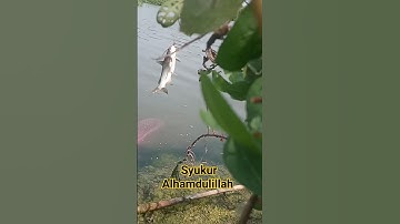syukur Alhamdulillah #shorts #short #shortsvideo #shortvideo #viral
