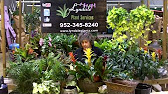 Gardener's Hotline - Indoor Foliage Plants