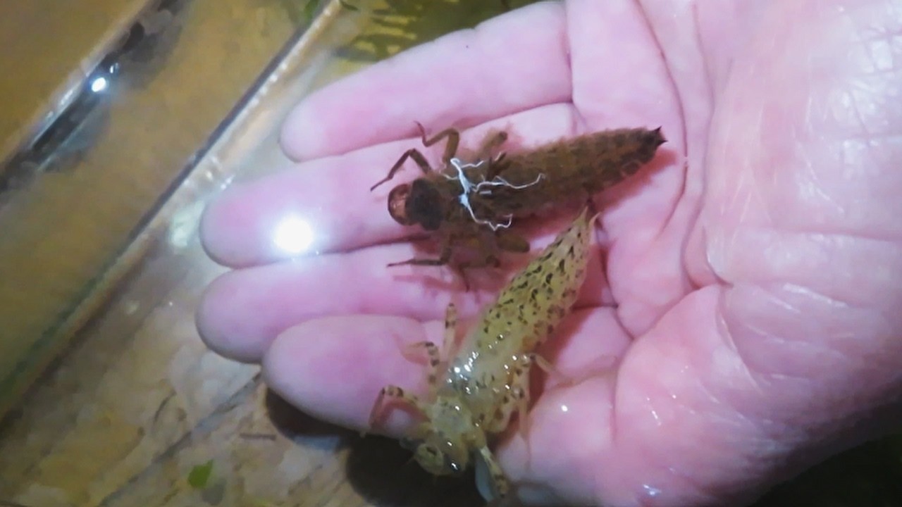 昆虫観察】オニヤンマのヤゴが水中で脱皮しました！ - YouTube