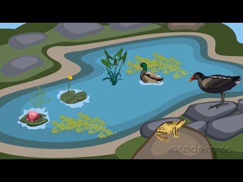 Видео: Как растенията и животните се адаптират към околната среда?