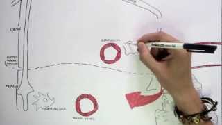 Immunology Map III - T cell development I