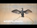 Wildlife Shorts #shorts