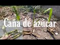 Como sembrar caña de azúcar