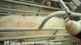 Узи свиньи  25 день ( Ultrasound examination of the pigs on the 25th day after insemination)