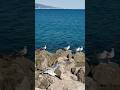 🌊 111 Mediterranean waves and meeting of seegulls. 🎶 Calm melody. #MaLiliAwaves 🌊