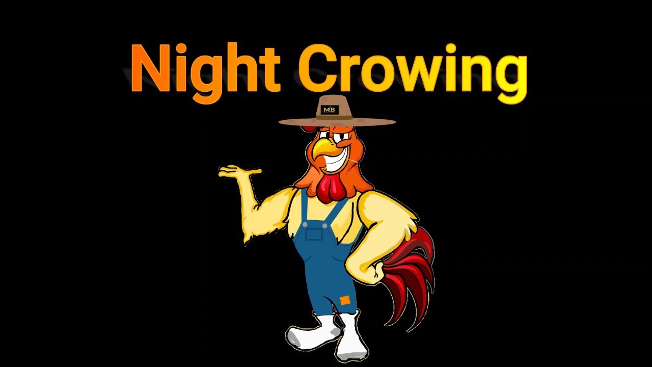 Why do Roosters crow at NIGHT? YouTube