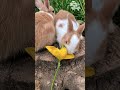 Fluffy vibes only 🐇✨ #CuteBunny #AnimalLovers #ViralReels