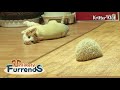 Cat Wants To Be Hedgehog&#39;s Friend l Unlikely Furrends Ep 1