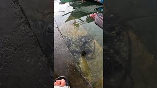 Cara berburu udang mudah dan cepat #traditional #nature #rareskills #reelsviral #fyp #trending