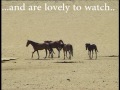 Feral horses in the Pro-Namib
