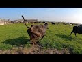 BEST DAY EVER ! COWS SEE GRASS FOR THE FIRST TIME THIS YEAR!!