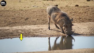 Crocodile Attack  Warthog Drinking - Animal Fighting | ATP Earth