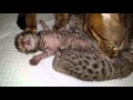 Милые Новорожденные бенгальские котята / Newborn Bengal kittens
