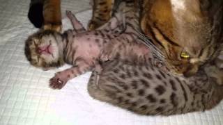 Милые Новорожденные бенгальские котята / Newborn Bengal kittens